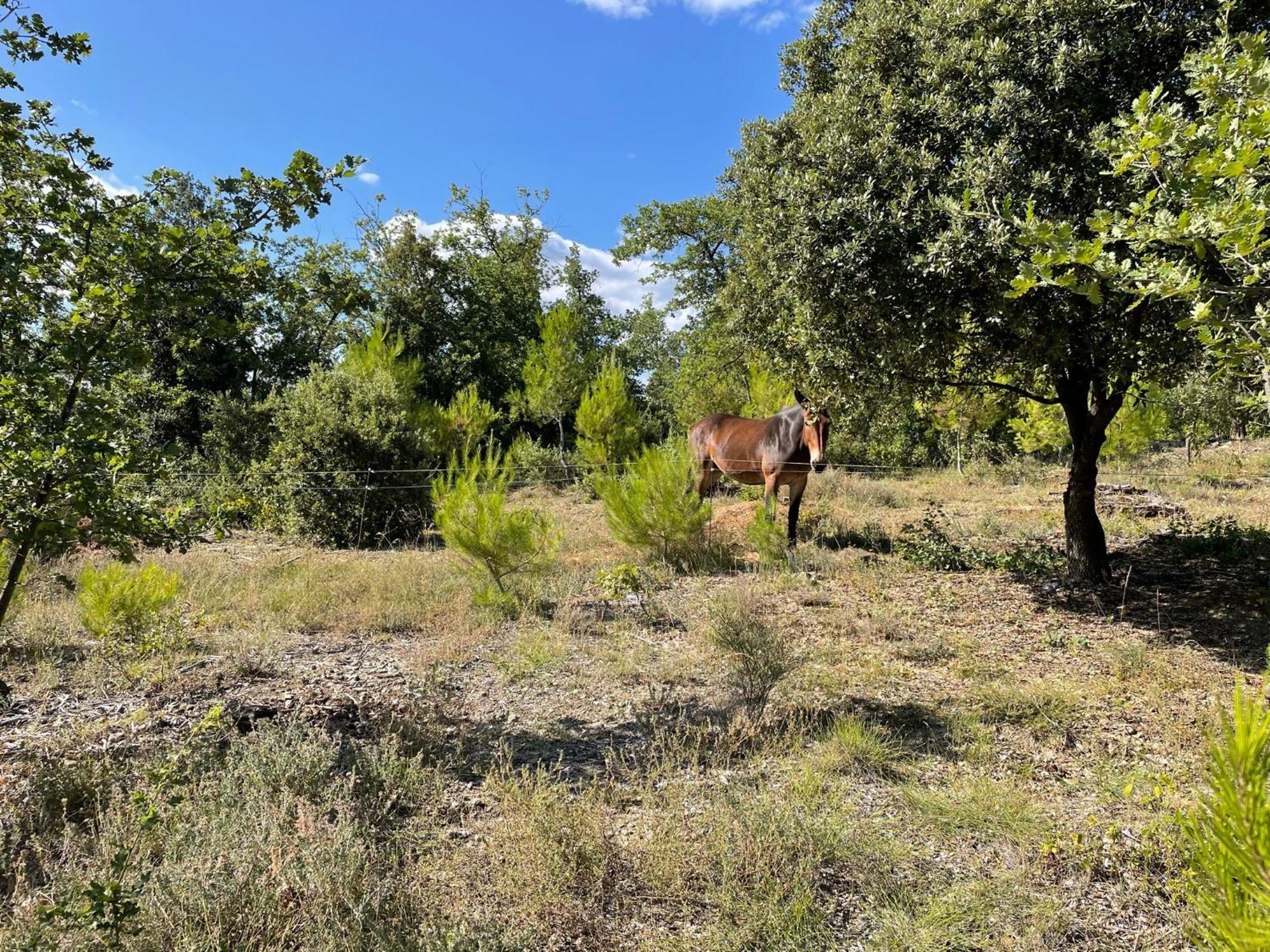 Les Yourtes De Provence Saint-Paulet-de-Caisson Εξωτερικό φωτογραφία