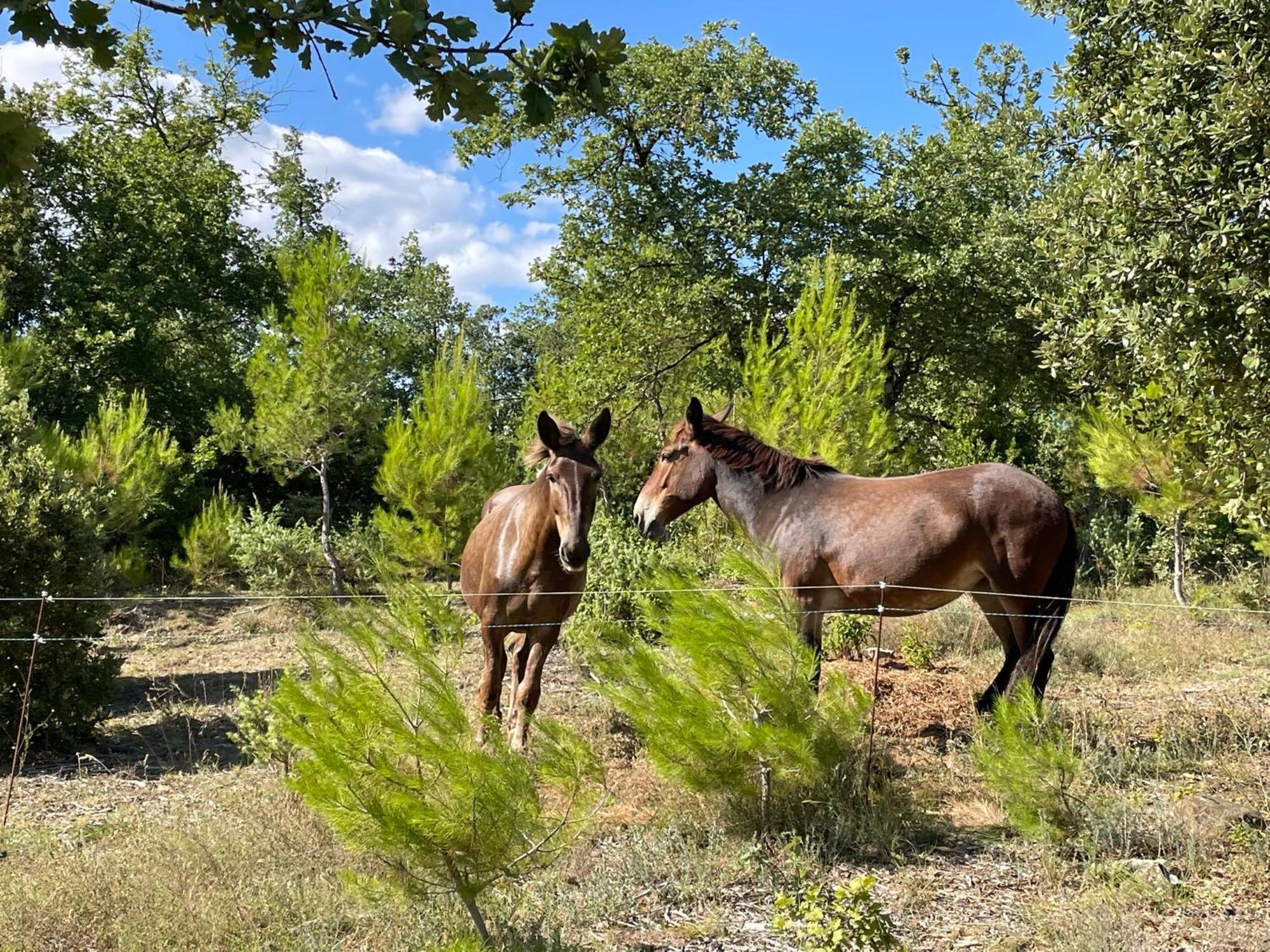 Les Yourtes De Provence Saint-Paulet-de-Caisson Εξωτερικό φωτογραφία